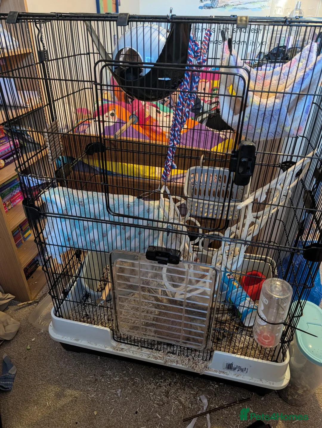 Rat rodents for sale: Female rats for sale in Ross-on-Wye - Advert 3