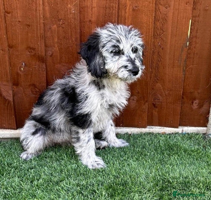 Mini Goldendoodle dogs Fully vaccinated - ready to leave  - Advert 1
