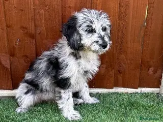 Mini Goldendoodle dogs Fully vaccinated - ready to leave - Advert 1