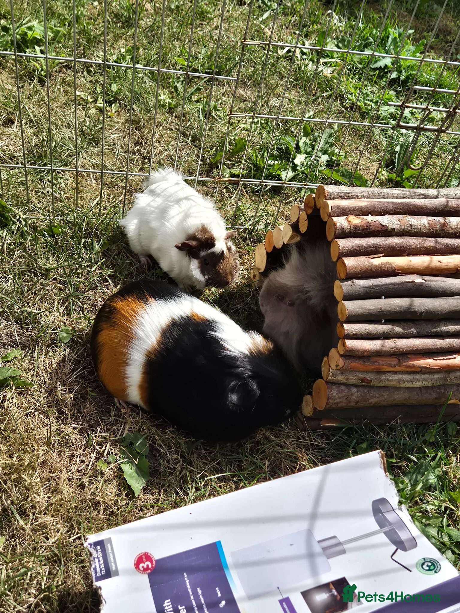 Guinea Pig rodents Trio of guinea pigs need new home - Advert 3