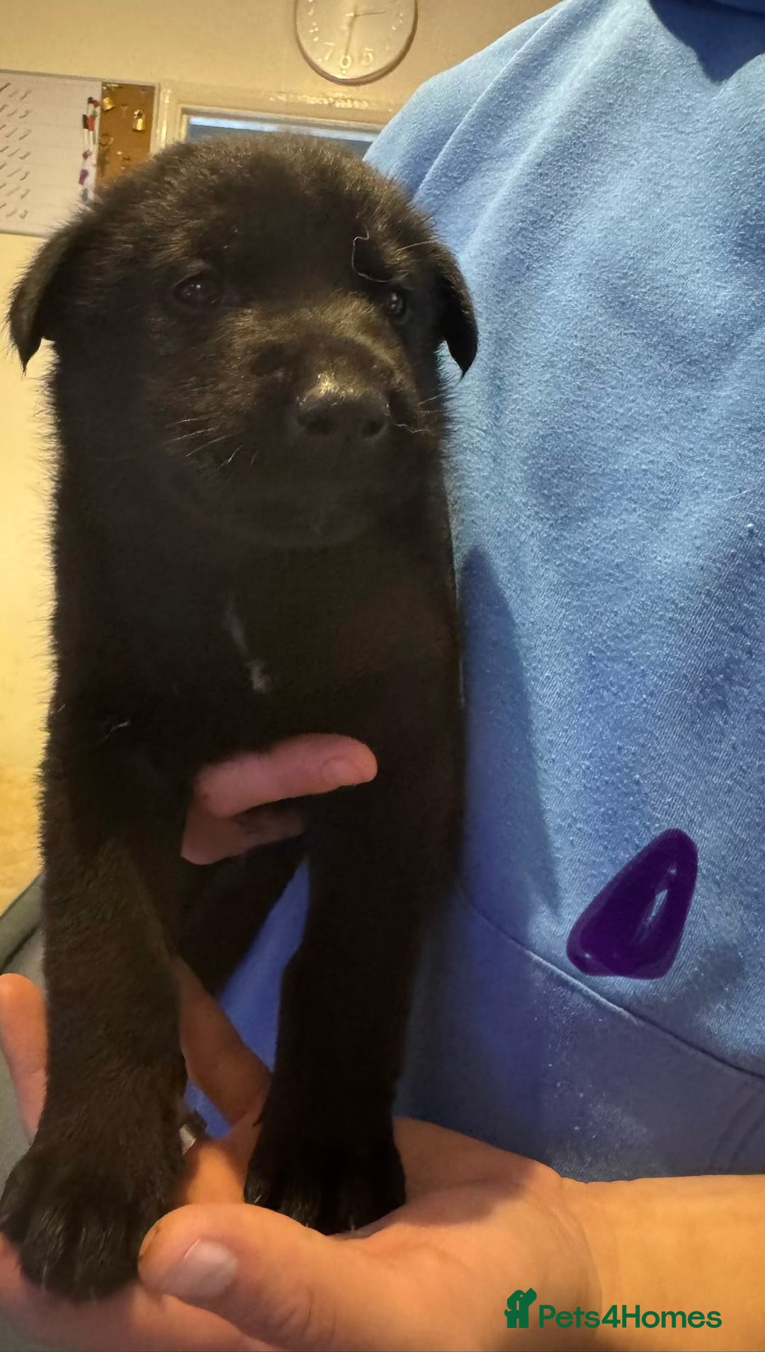 Mixed Breed dogs for sale: Akita x German shepherd puppies - Advert 5