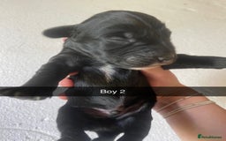 Mixed Breed dogs for sale: Border Collie Cocker puppies - Image 7
