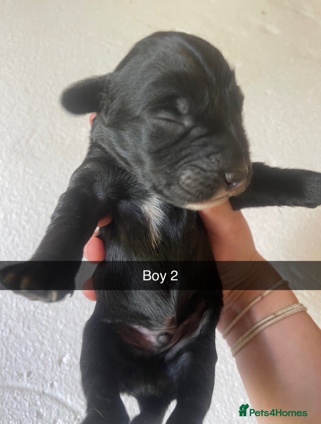 Mixed Breed dogs for sale: Border Collie Cocker puppies - Image 7