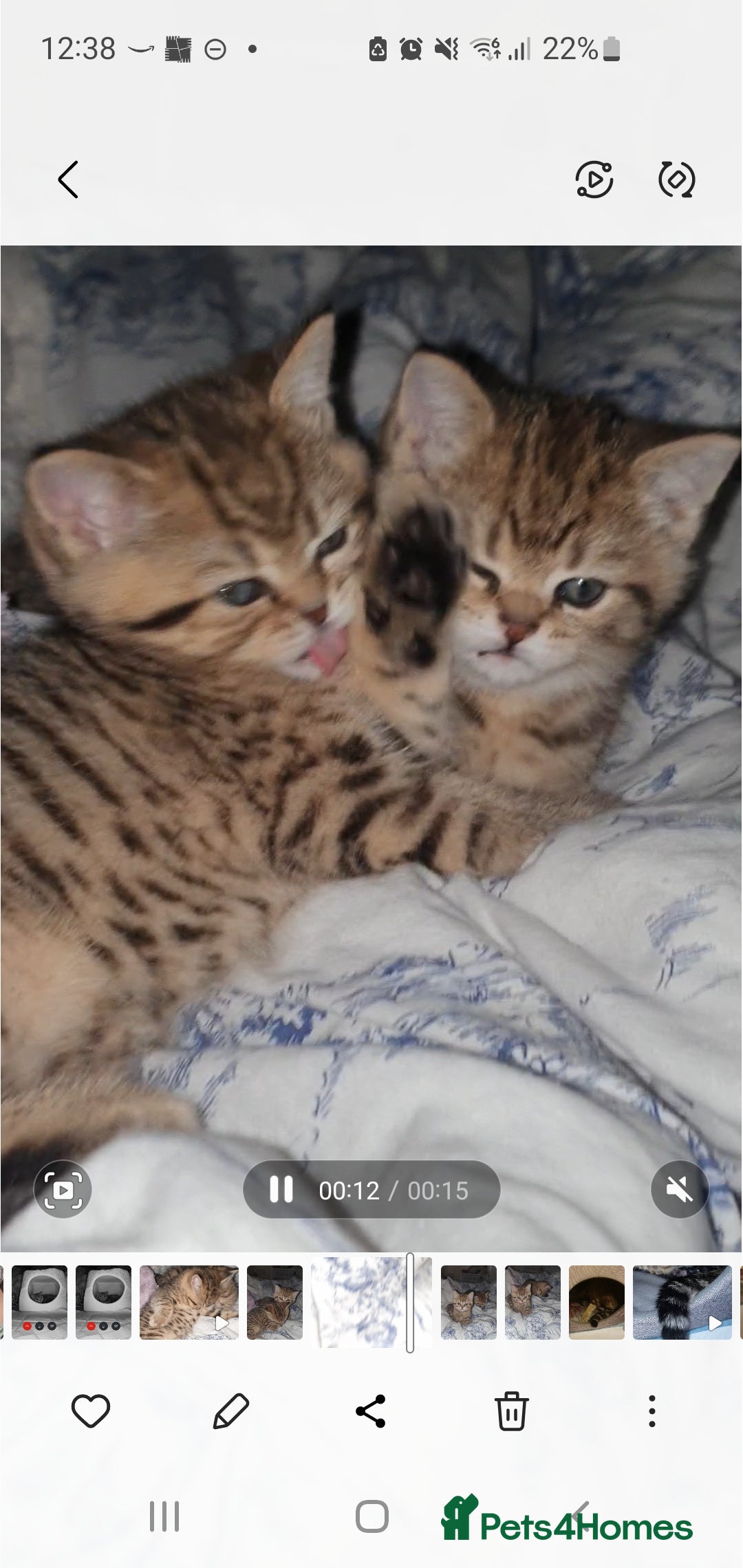 British Shorthair cats for sale: British Shorthair Black and Brown Golden Tabby ✨️  - Advert 7