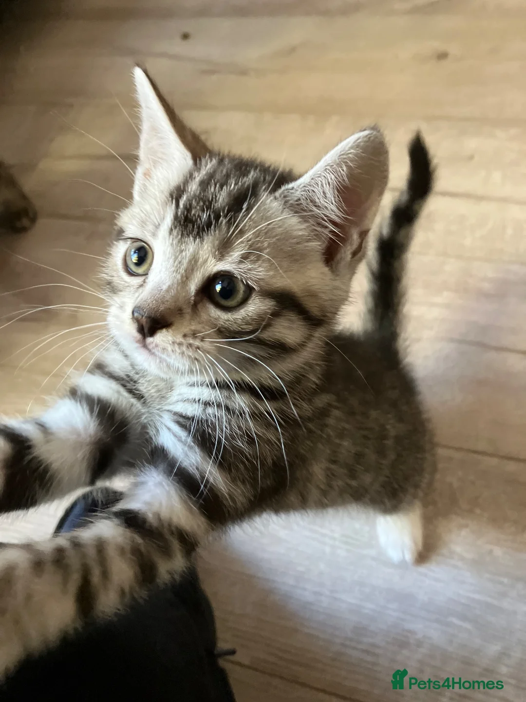 Russian Blue cats for sale: Beautiful black silver grey tabby kittens  - Advert 19
