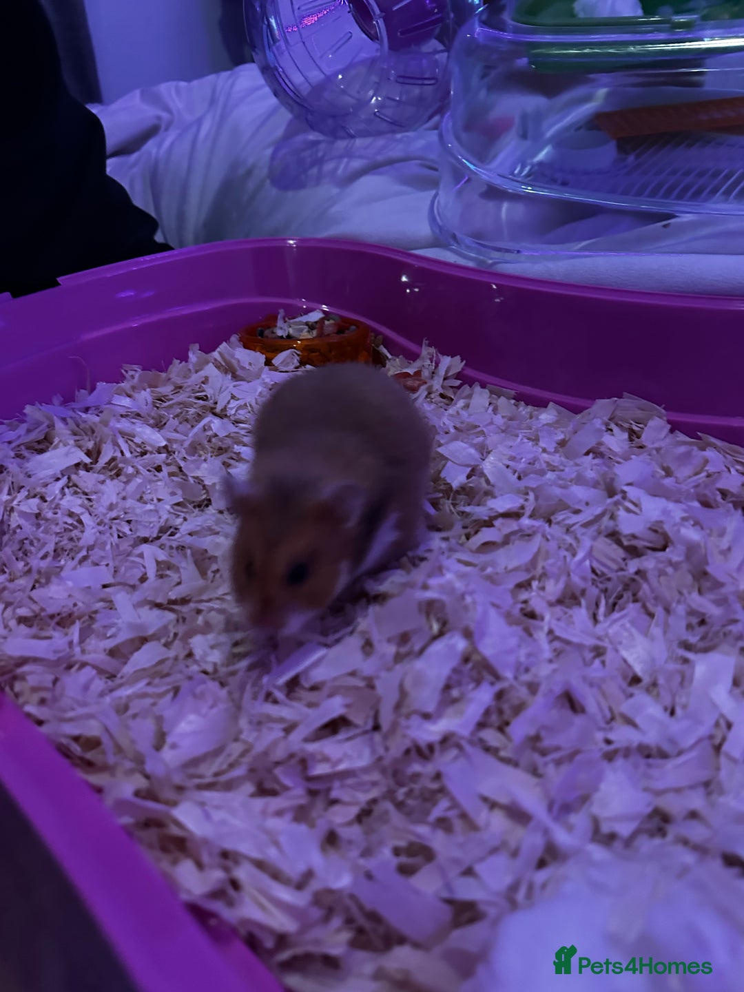 Hamster rodents for sale: Syrian Hamster - Advert 2