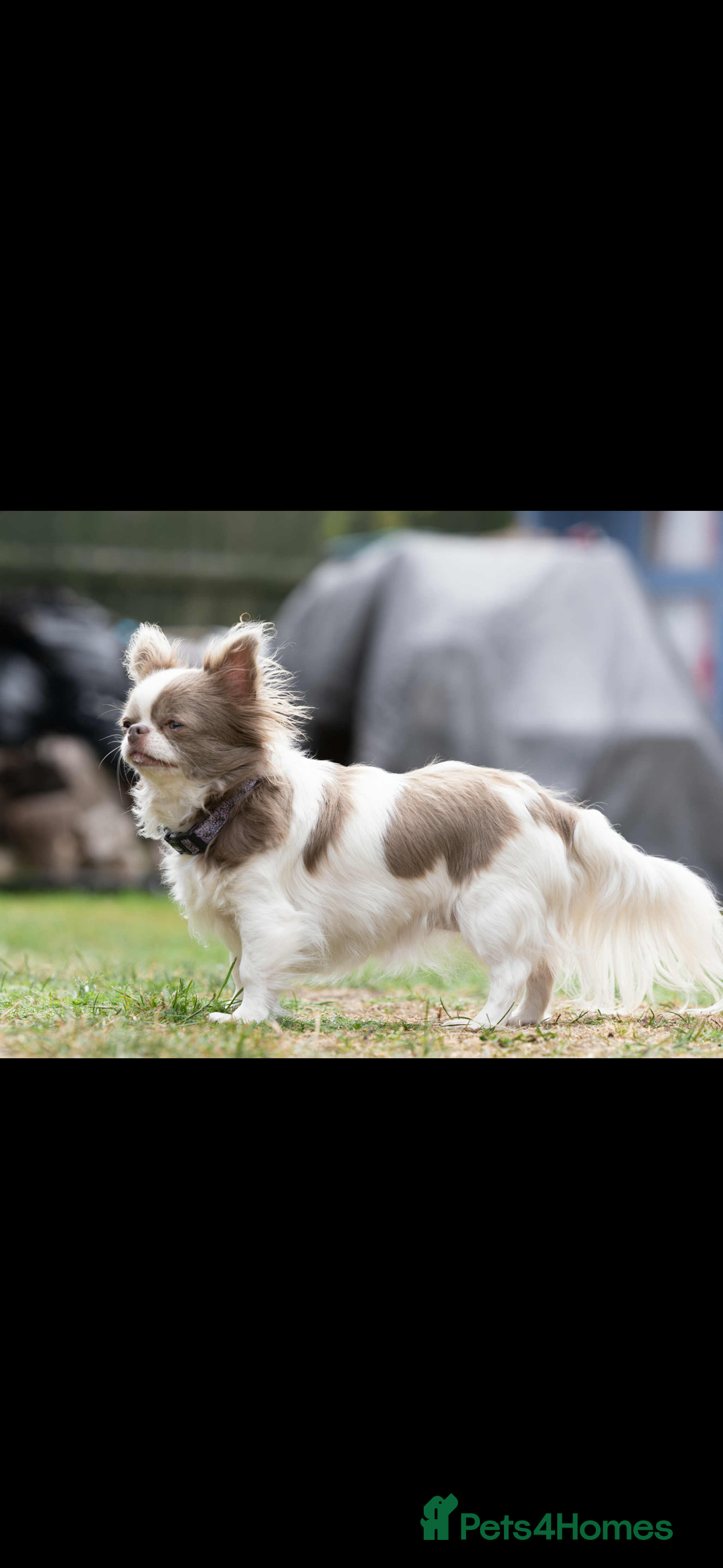 Chihuahua dogs for sale: Chihuahua     REDUCED!!!!!!!!! - Advert 3