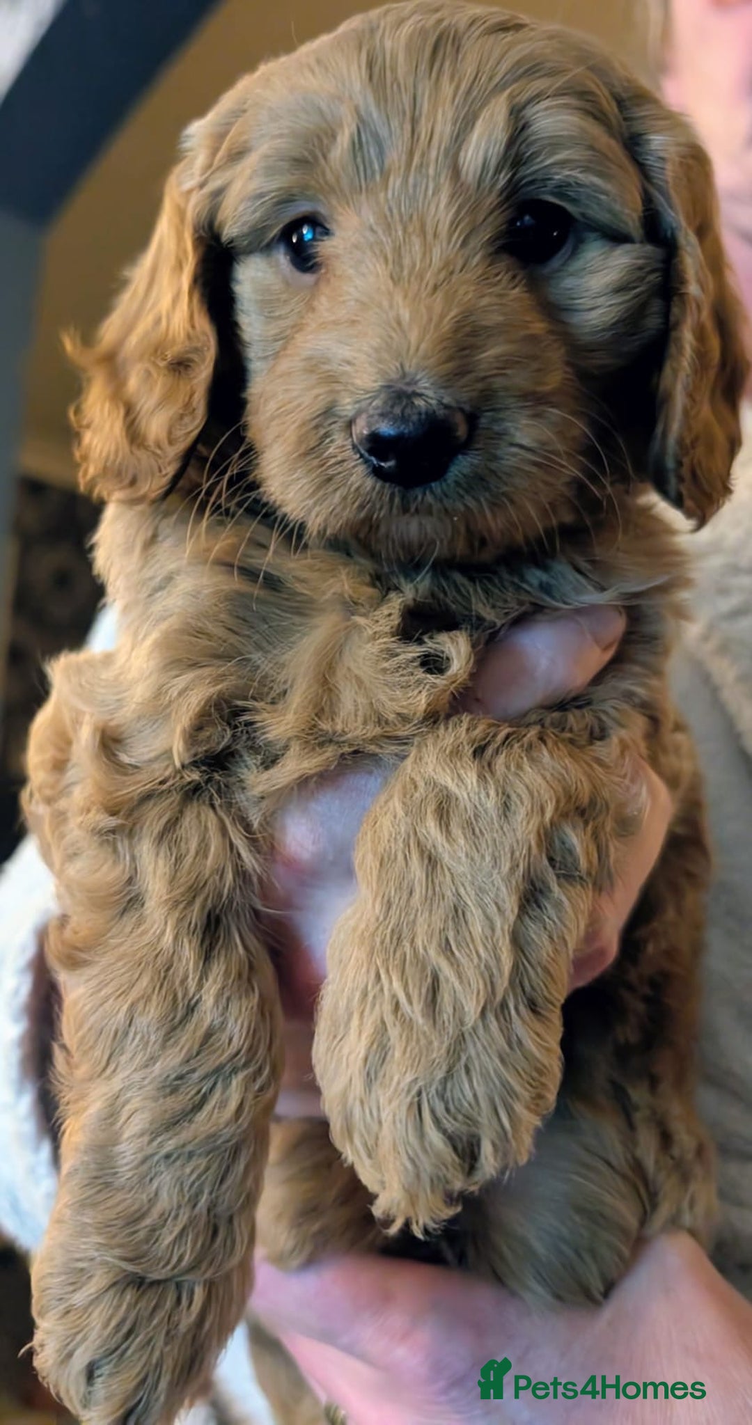 Labradoodle dogs for sale: Gorgeous Red Mini Labradoodles last one - Image 17