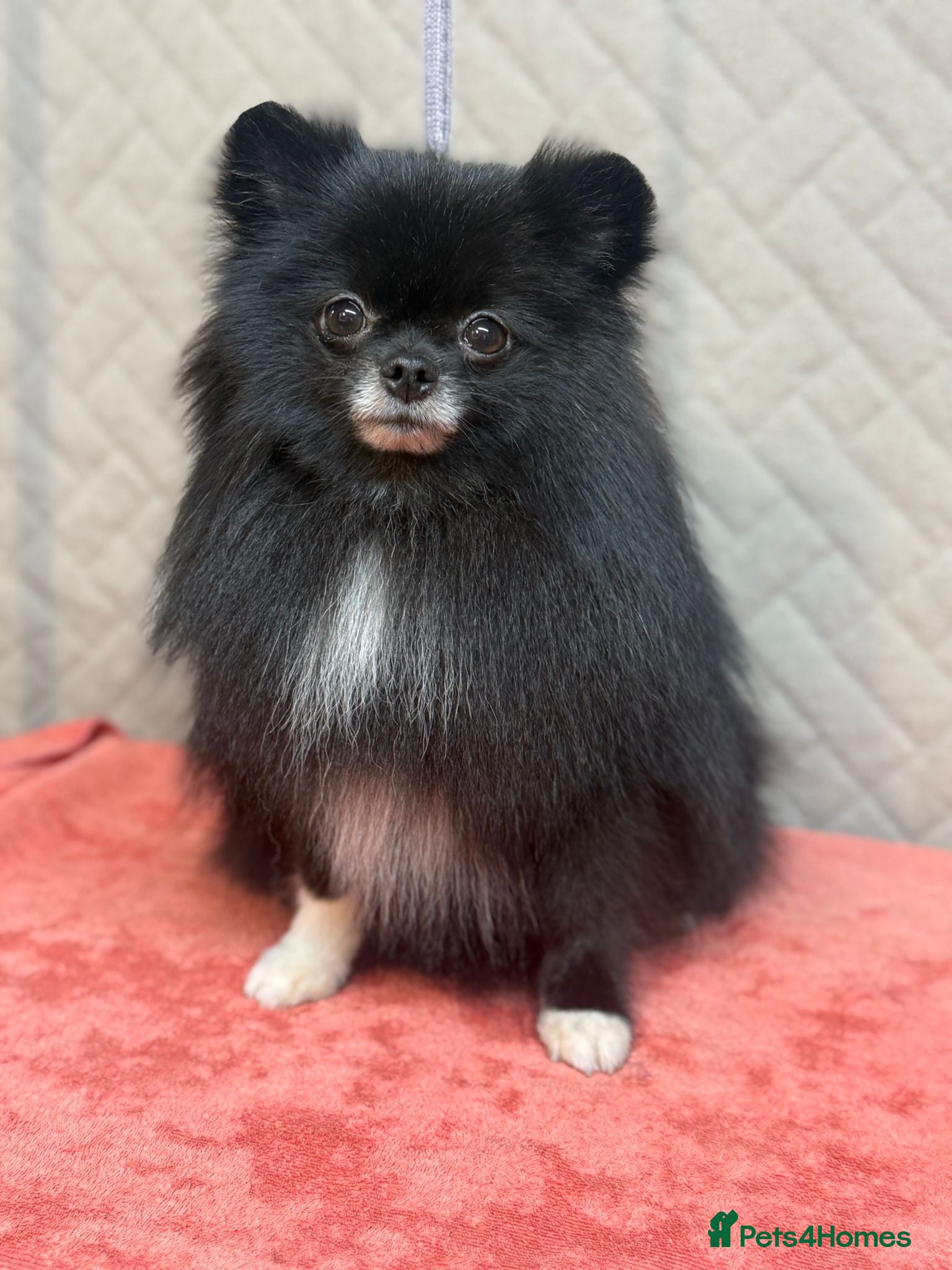Pomeranian dogs GABI – Pomeranian (Female) - Advert 4