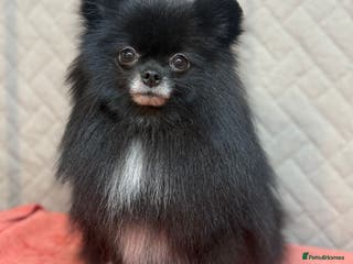 Pomeranian dogs GABI – Pomeranian (Female) - Advert 3