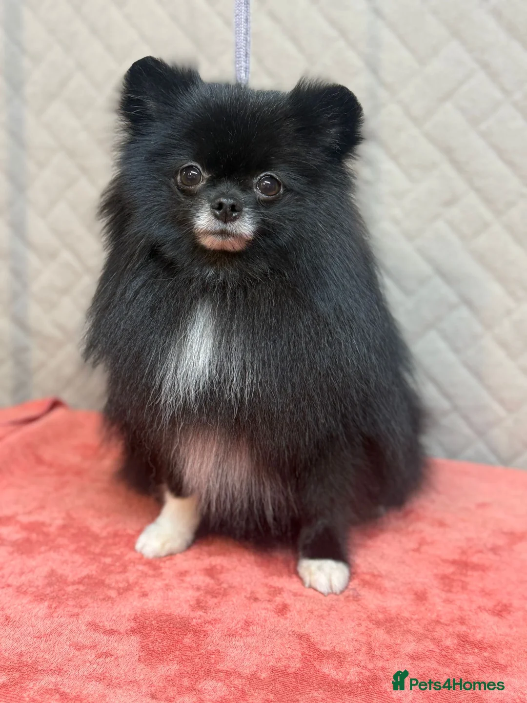 Pomeranian dogs for adoption: GABI – Pomeranian (Female) - Advert 1