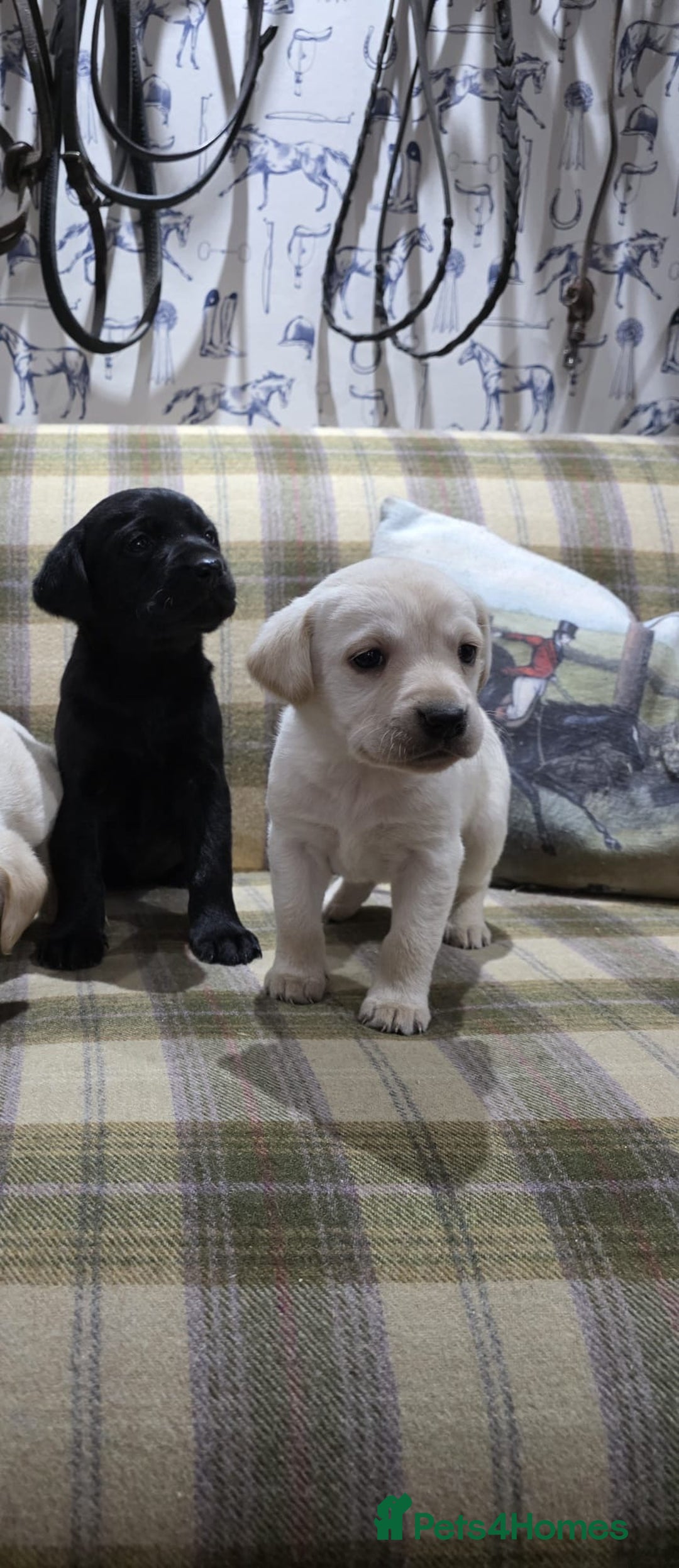 Labrador Retriever dogs for sale: Labrador puppies gold and black boys and girls  - Advert 11