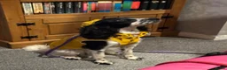 Mixed Breed dogs for sale: One year old mixed girl looking for a loving home in Bognor Regis - Advert 4