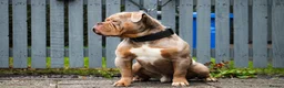 Olde English Bulldogge dogs for stud: ❄️ICEMAN❄️ in Nottingham - Advert 3