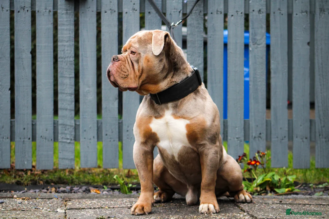 Olde English Bulldogge dogs for stud: ❄️ICEMAN❄️ in Nottingham - Advert 3