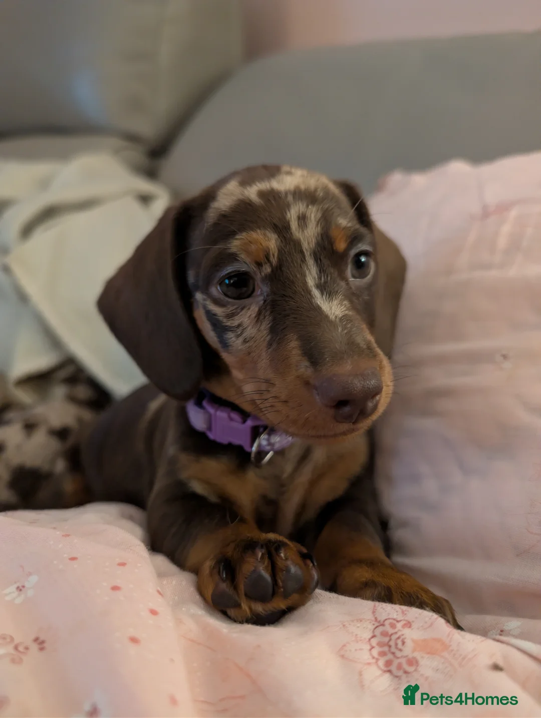 Miniature Dachshund dogs for sale: Miniature Dachshund Ready Now - Advert 3