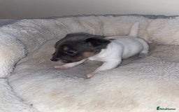 Jack Russell dogs for sale: Beautiful jackrussels pup - Image 6