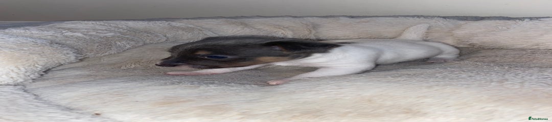 Jack Russell Puppy 5