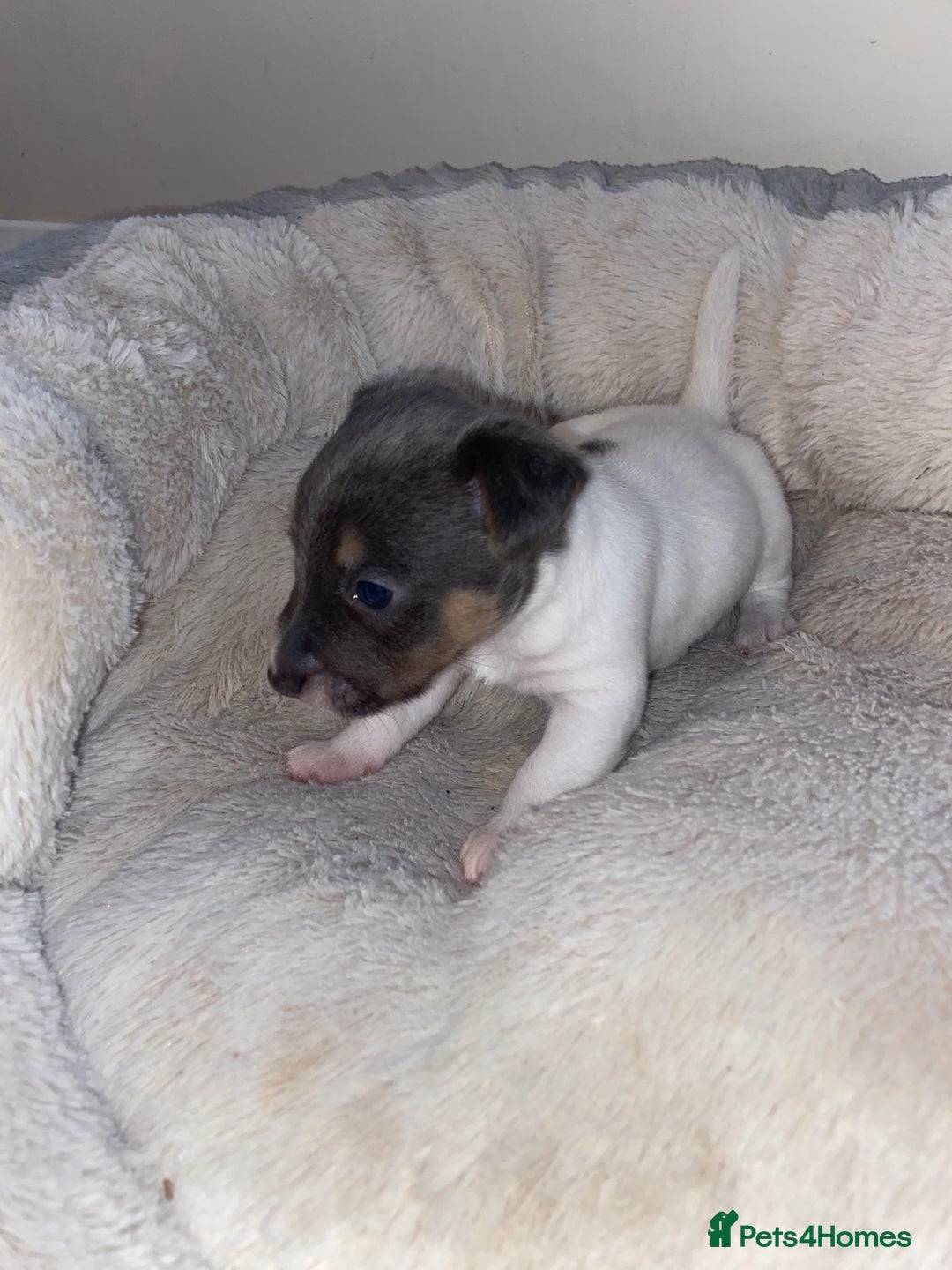 Jack Russell dogs for sale: Beautiful jackrussels pup - Image 6