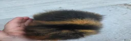 Guinea Pig rodents for sale: Baby male swiss guinea pigs  - Advert 6
