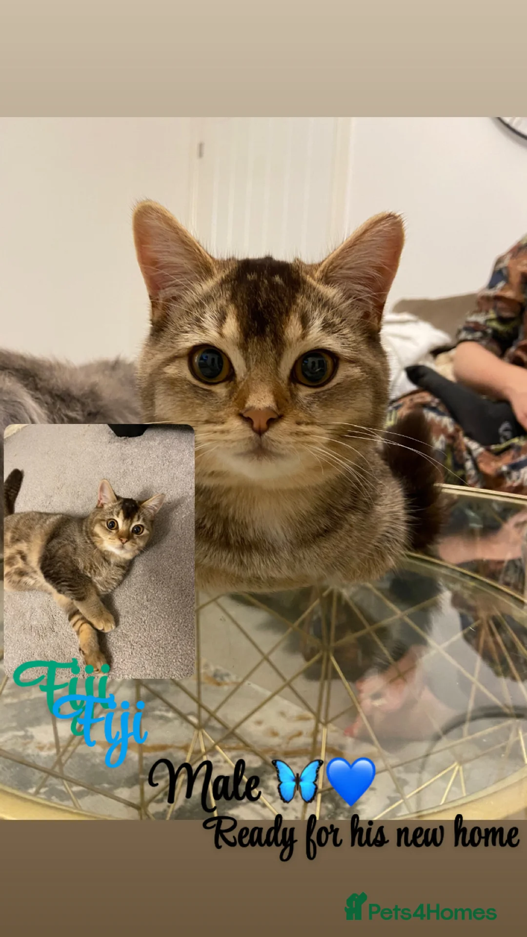 British Shorthair cats for sale: British shorthairs  - Advert 2