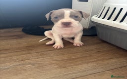 American Bull Staffy dogs for sale: 8 beautiful Amstaff puppies - Image 30