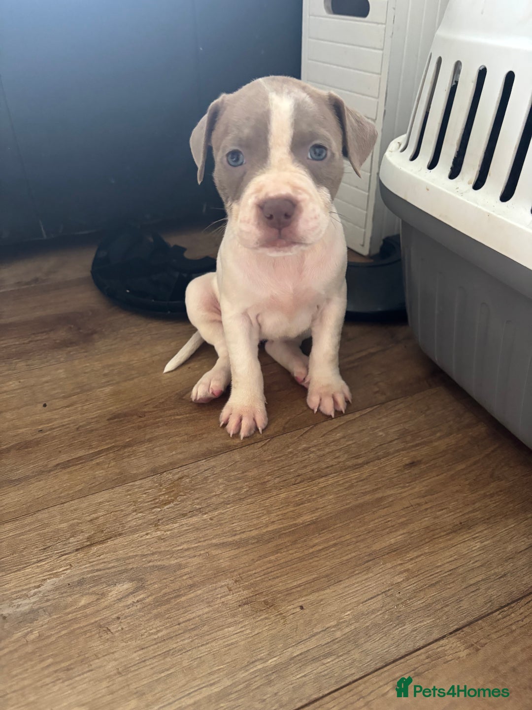 American Bull Staffy dogs for sale: 8 beautiful Amstaff puppies - Image 30