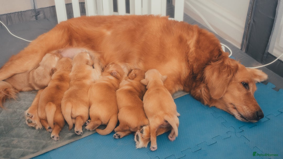 Golden Retriever dogs for sale: Golden Retriever Puppies KC Dad – Ready in 5 Weeks - Image 4