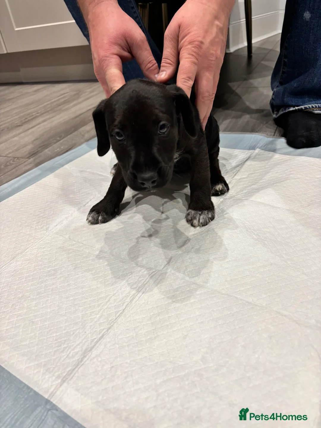 Patterdale Terrier dogs for sale: Patterdale puppies ready to go - Advert 3