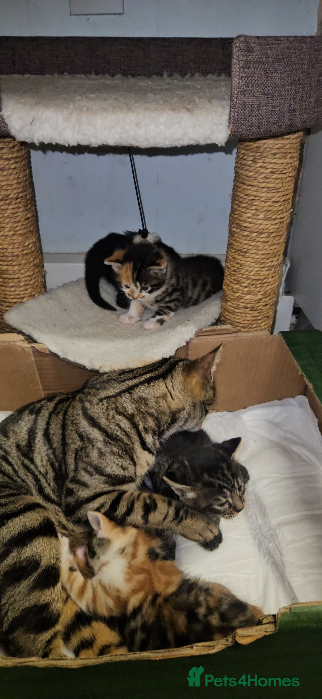 Bengal cats for sale: Kittys:Bengal+British parents  - Advert 12