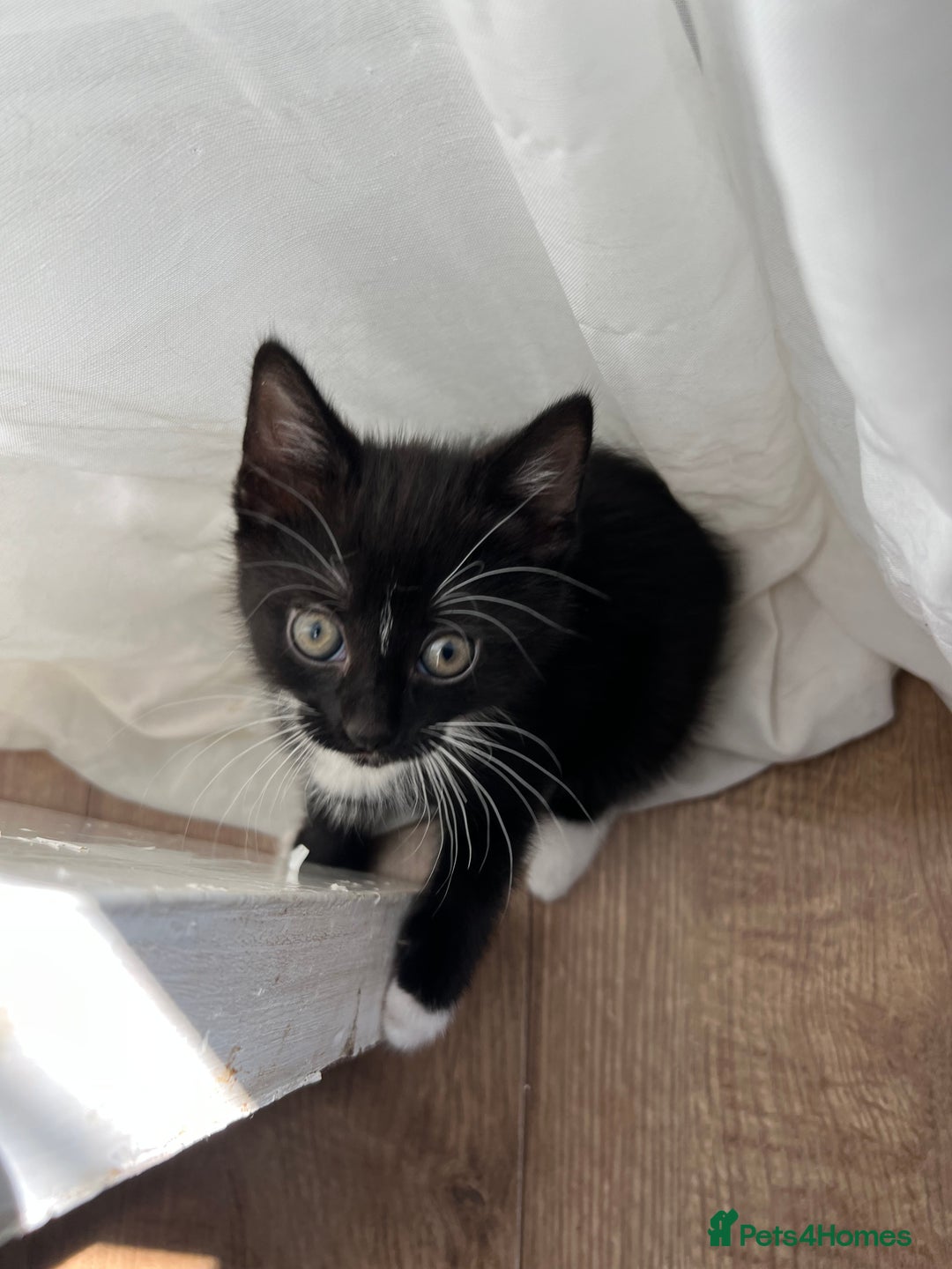 Mixed Breed cats for sale: GORGEOUS BOYS NEEDING HOMES - Image 6