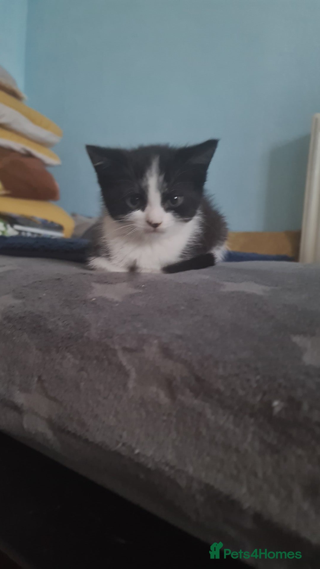 British Shorthair cats British shorthair  - Advert 1