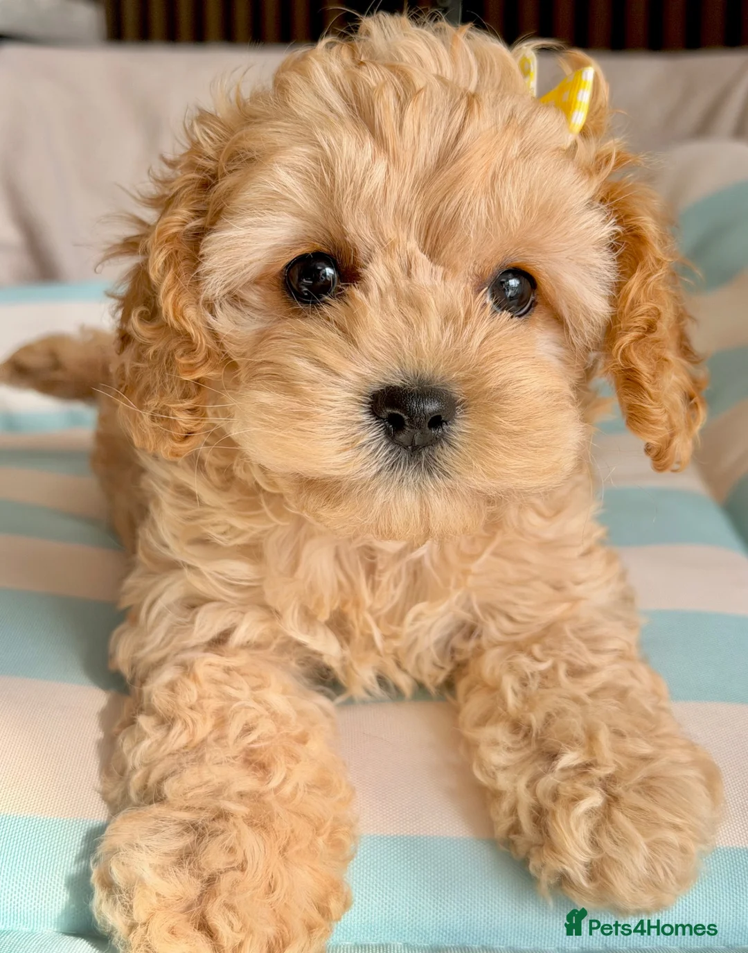 Cockapoo dogs for sale: ✨ 🧡  F1 dna tested cockerpoo ready now🧡✨ - Advert 1