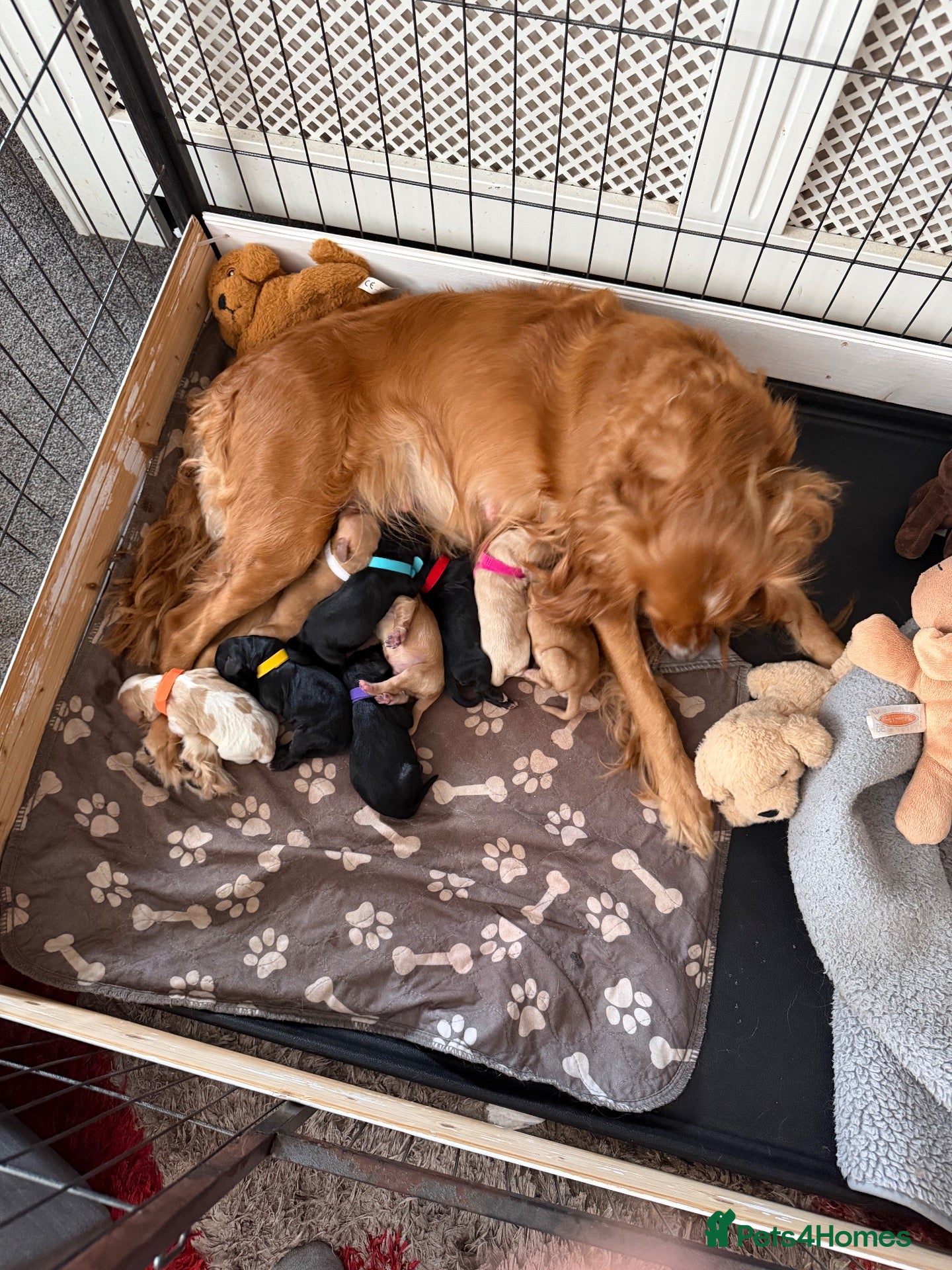 Cockalier dogs Gorgeous Cockalier Puppies 🐾 - Advert 4