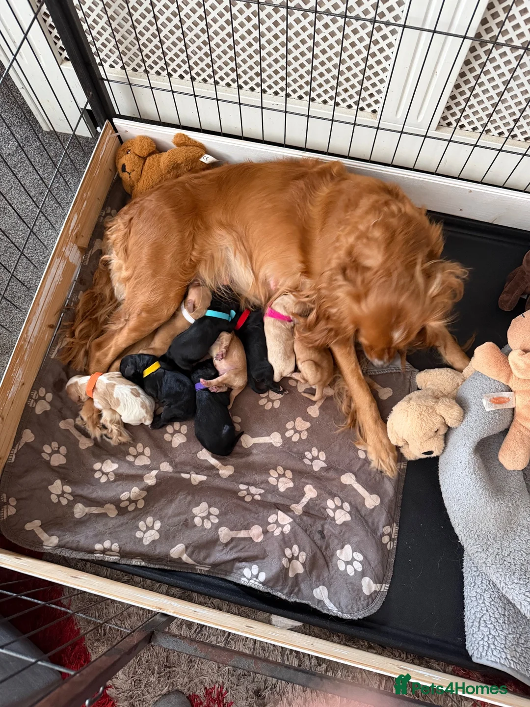 Cockalier dogs for sale: Gorgeous Cockalier Puppies 🐾 - Advert 1