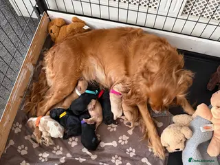 Cockalier dogs Gorgeous Cockalier Puppies 🐾 - Advert 17