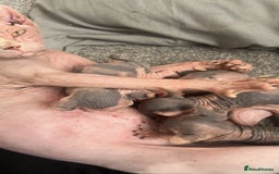 Sphynx cats for sale: 4 elf’s for sale - Image 1