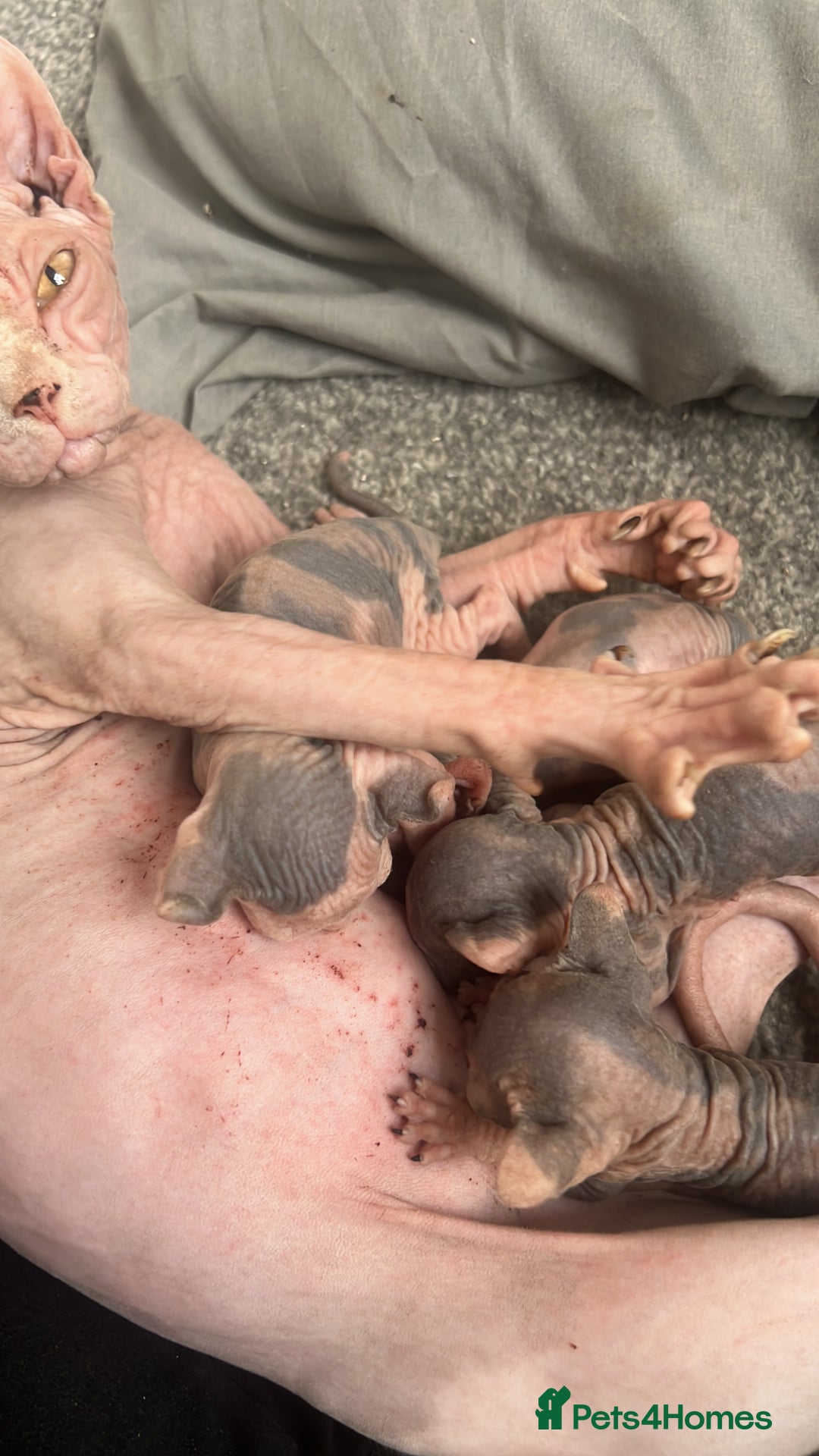 Sphynx cats for sale: 4 elf’s for sale - Image 1