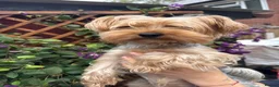 Yorkshire Terrier dogs for sale: Yorkshire Terrier Puppies  - Advert 4