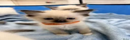 Ragdoll cats for sale: Purebred Ragdoll Kittens  - Advert 37