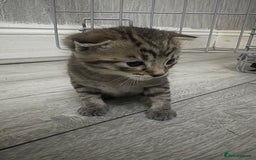 Mixed Breed cats for sale: Tabby Kitten - Image 5