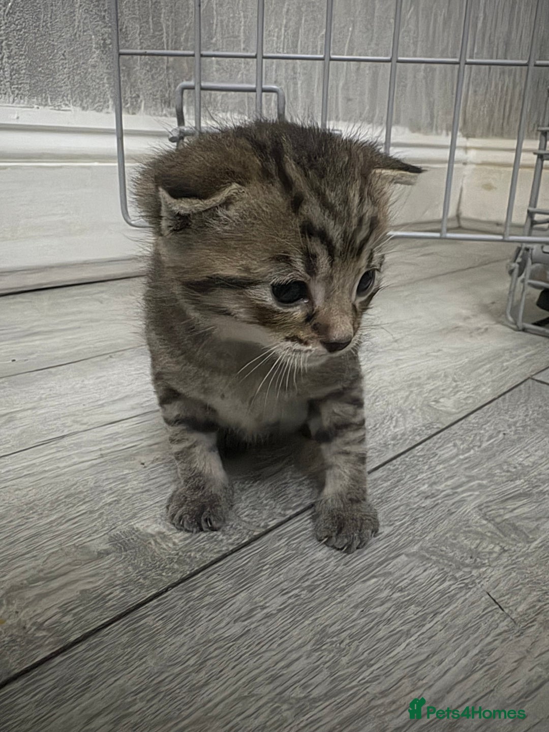 Mixed Breed cats for sale: Tabby Kitten - Image 5
