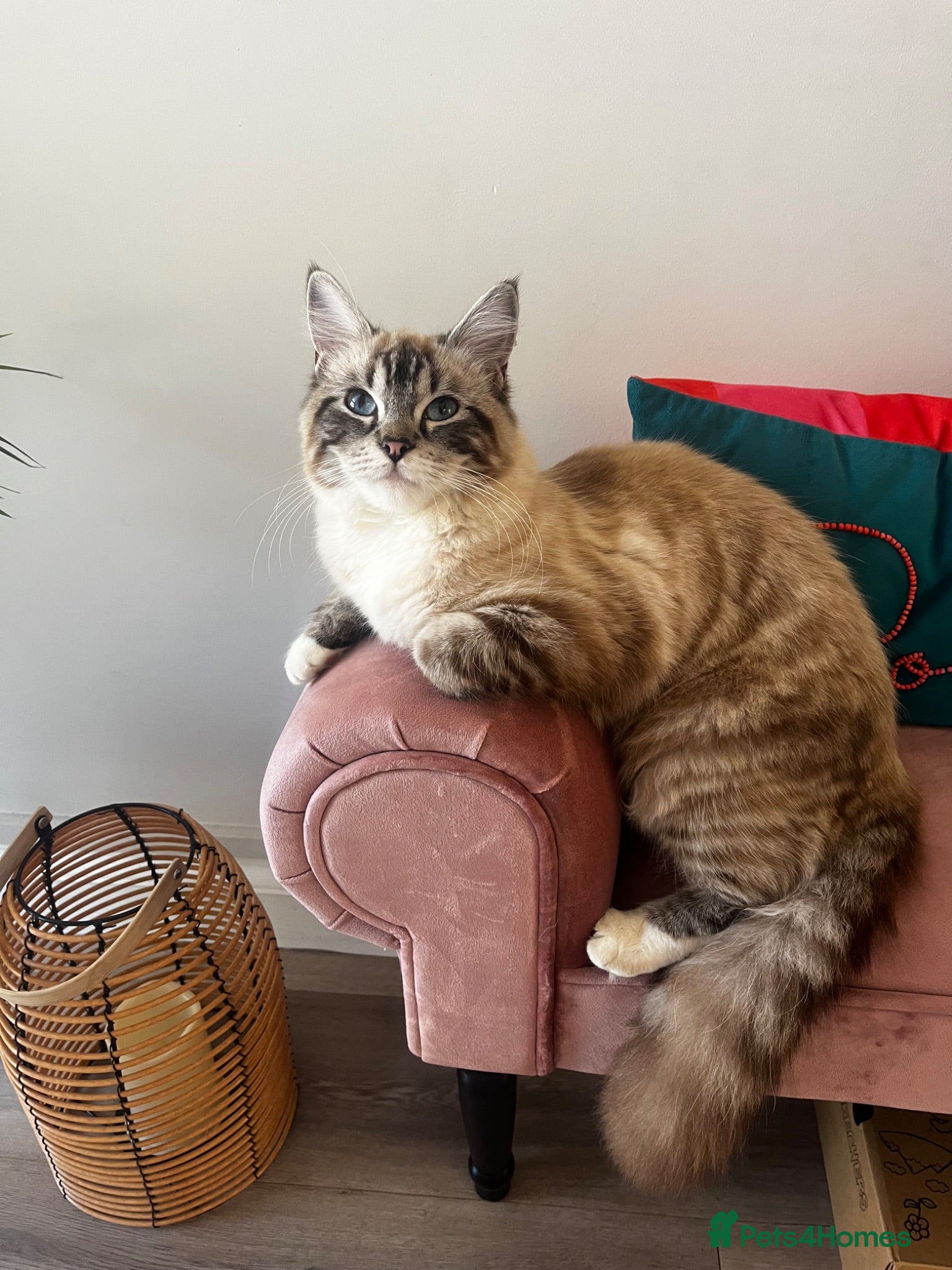 Mixed Breed cats Ragdoll mixed breed kittens for sale  - Advert 9