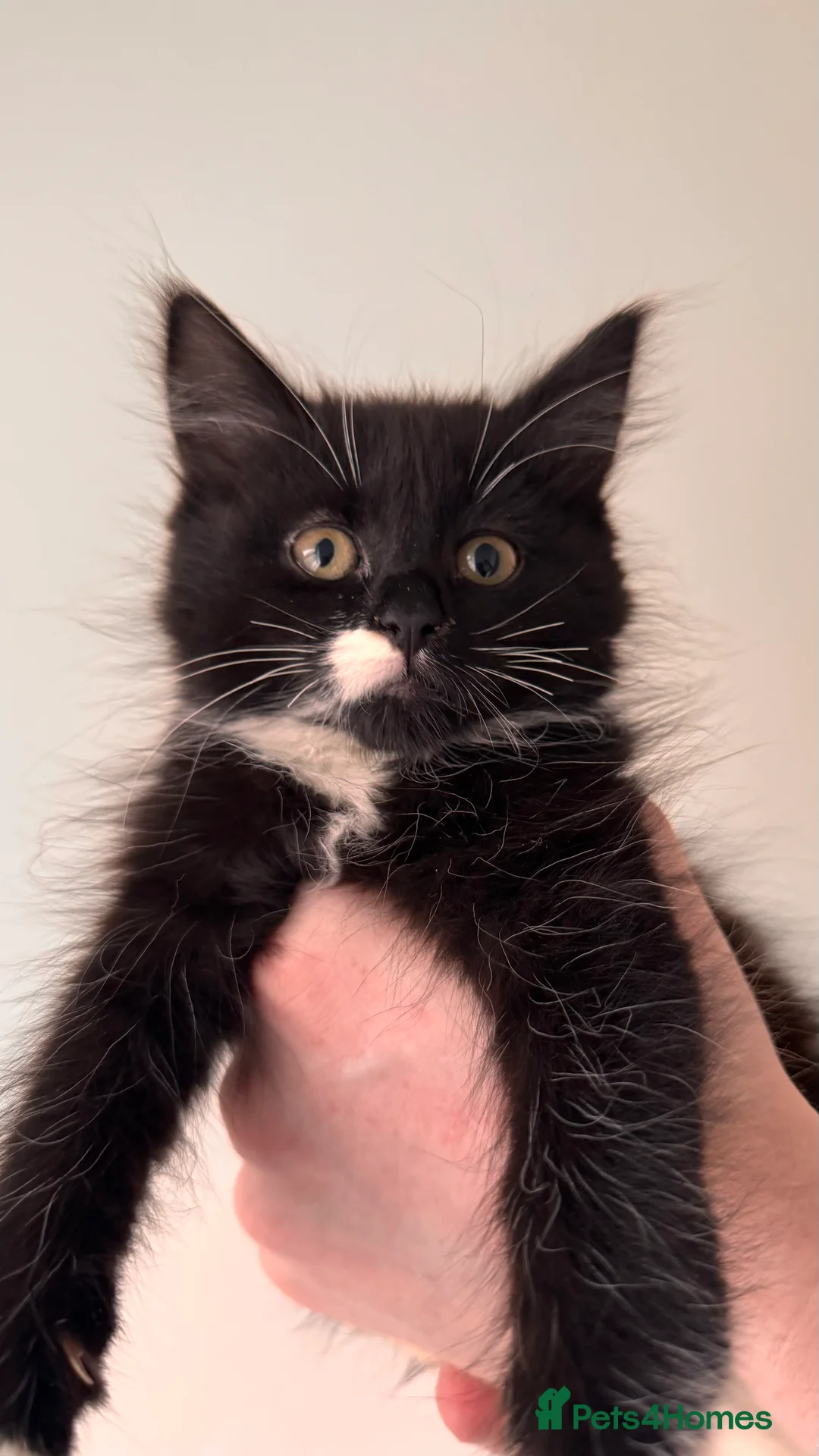 Maine Coon cats for sale: 2 Kittens looking for a loving home.  - Advert 3