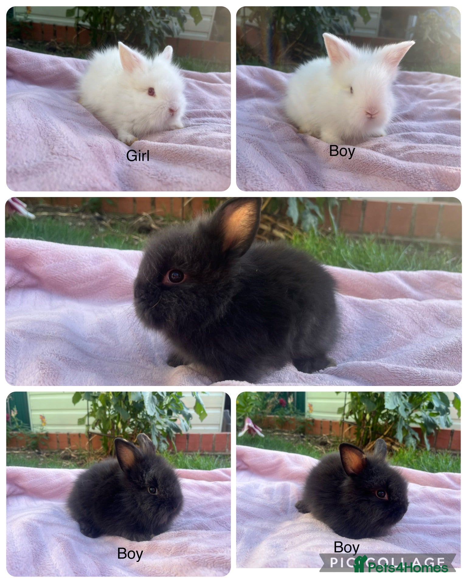 Lionhead rabbits Mini double maned lionheads  - Advert 1