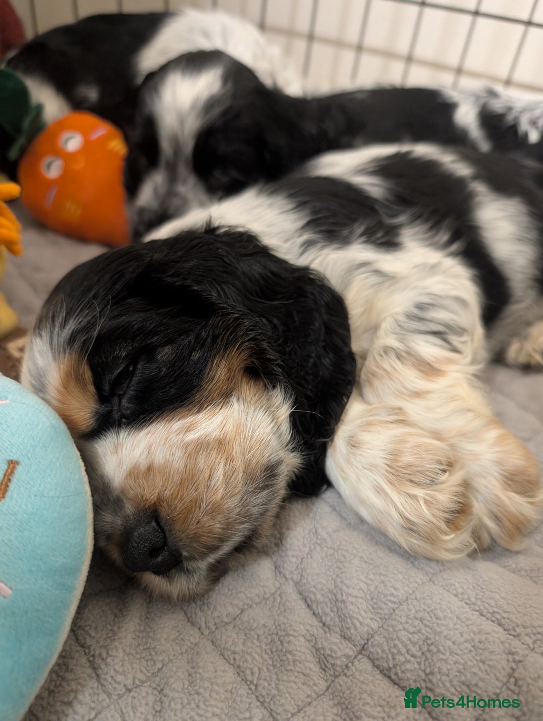 Cocker Spaniel dogs for sale: Beautiful Show Cocker Puppies. Health tested.  - Advert 11