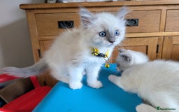 Ragamese cats for sale: 🐾💎Ragdoll X Siamese (Ragamese) Kittens💎🐾 - Image 26