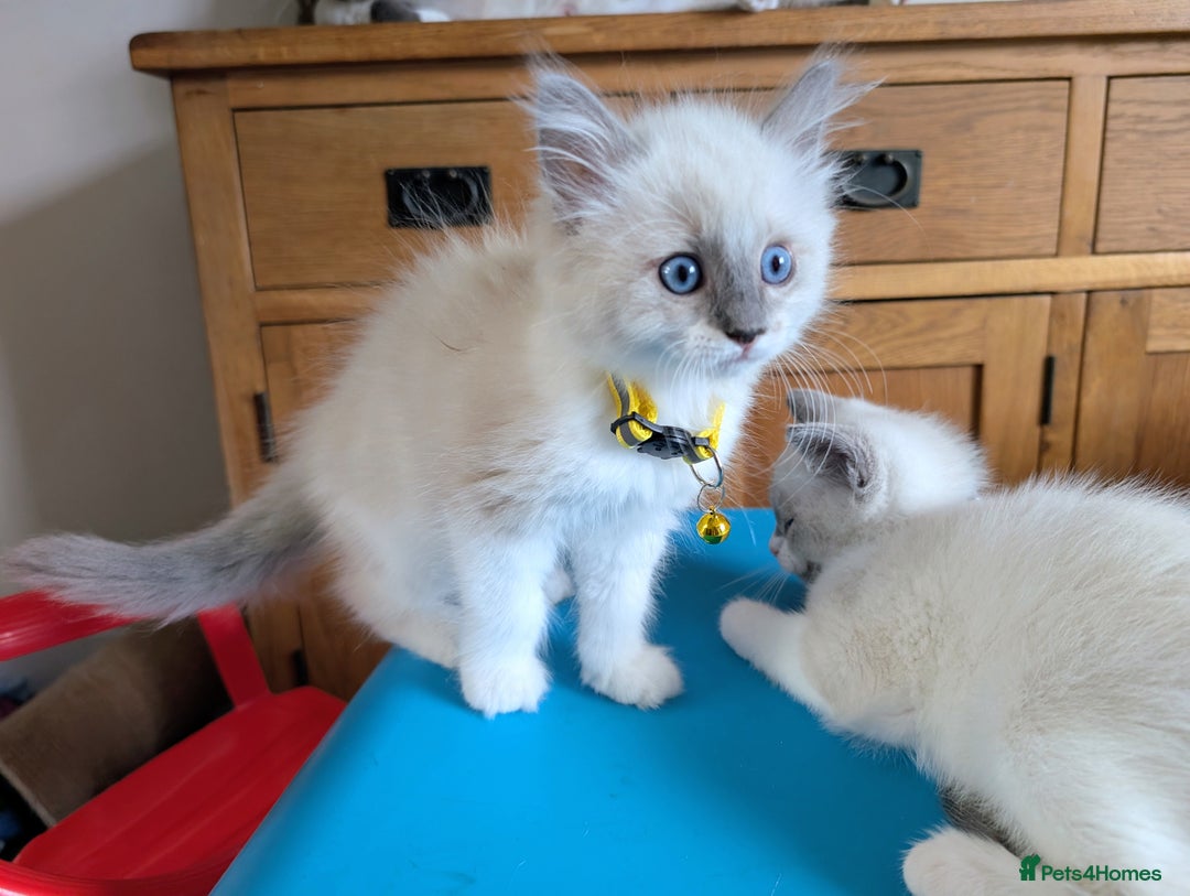 Ragamese cats for sale: 🐾💎Ragdoll X Siamese (Ragamese) Kittens💎🐾 - Image 26