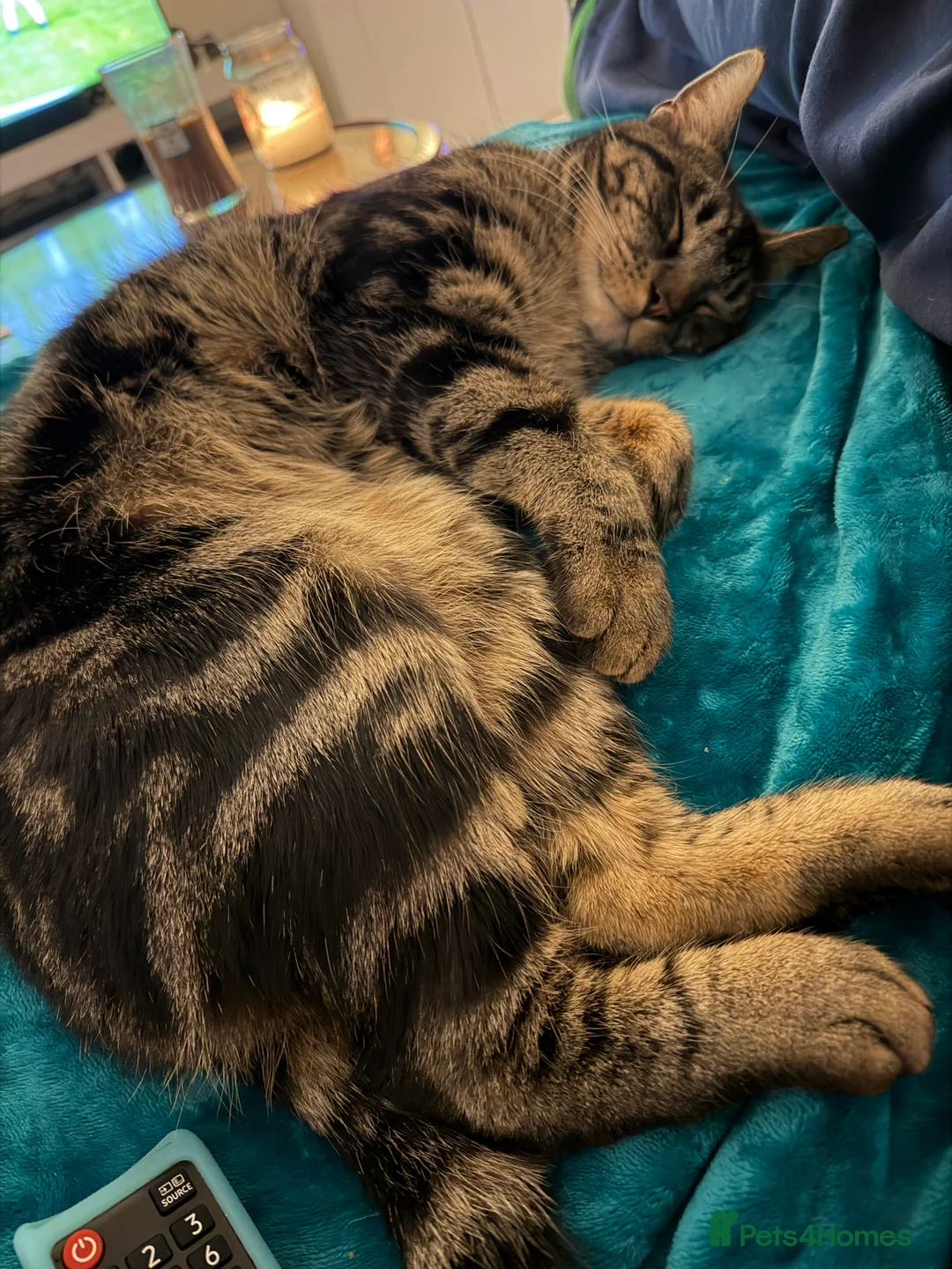 Mixed Breed cats for sale: Mainecoon cross 1 year old boy tabby - Advert 7