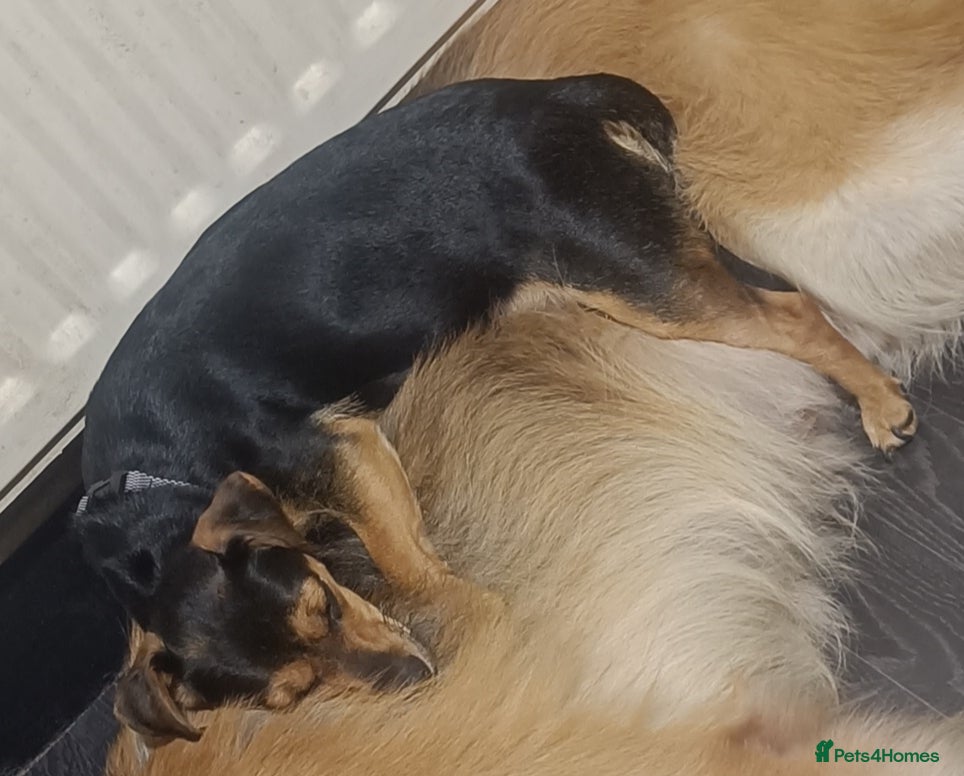 Jack Russell dogs Miniature jack Russell female black and tan  - Advert 1